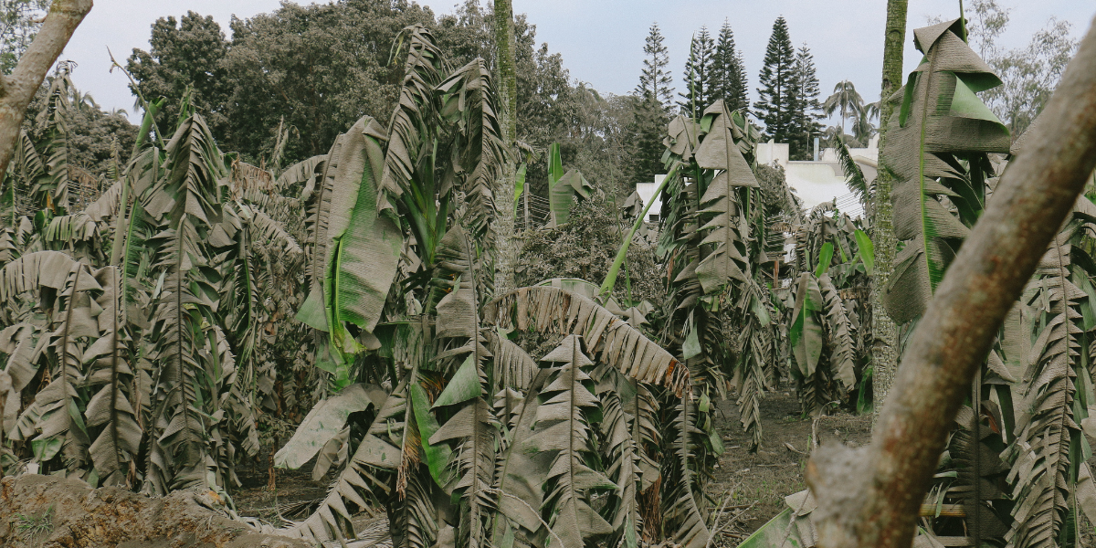 Ash covered plants