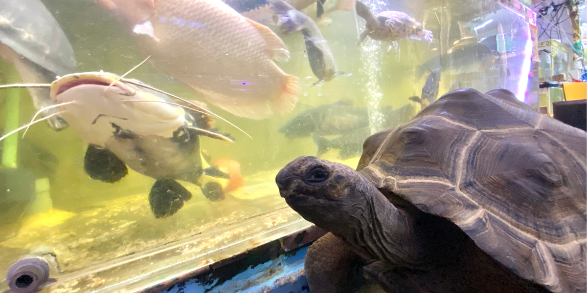 Fish and turtle