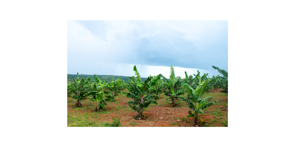 banana trees