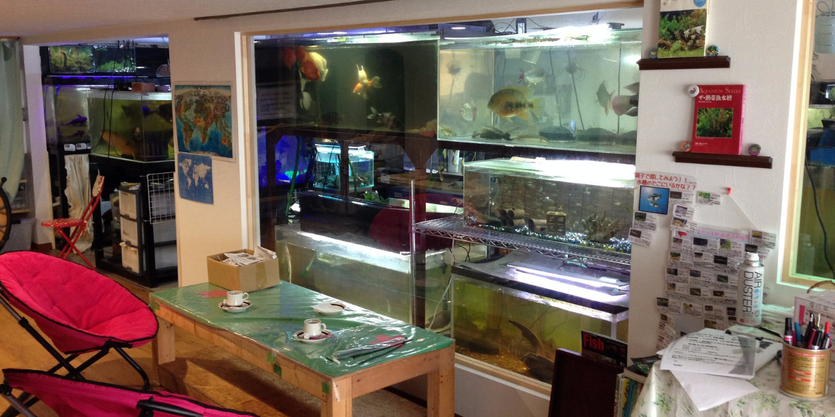The aquarium